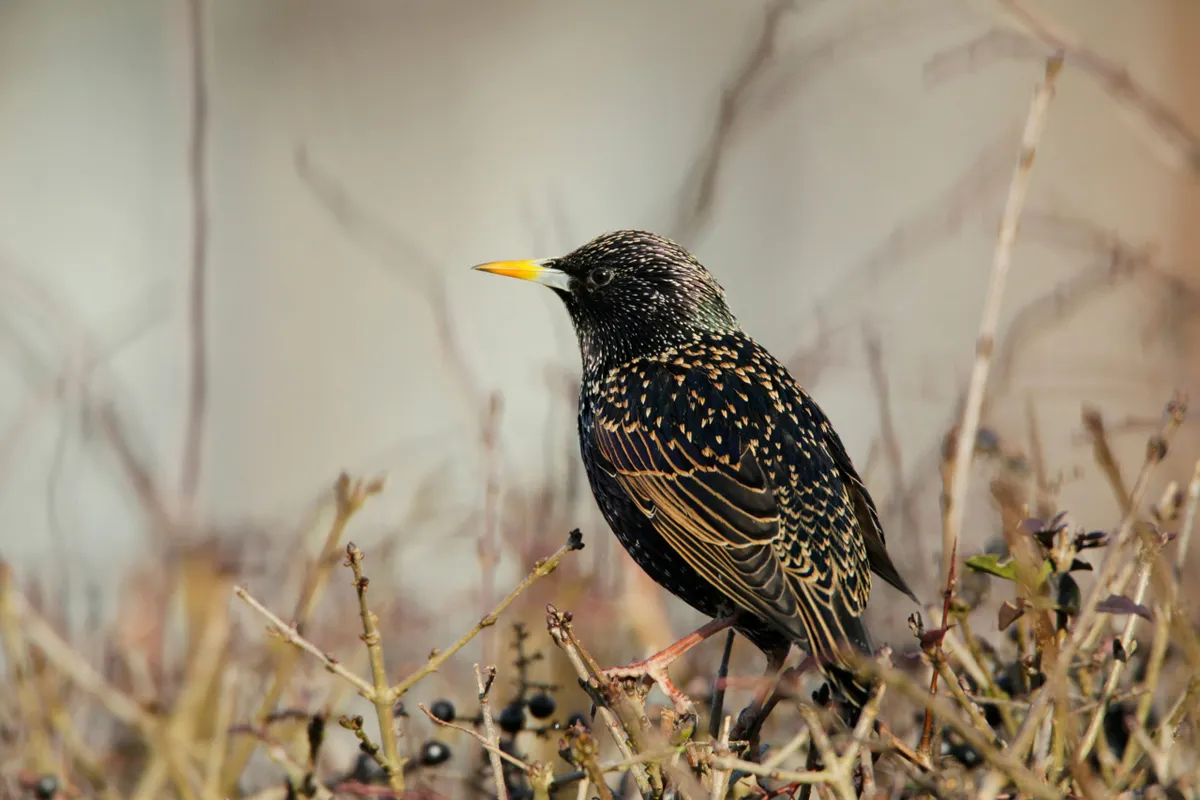 RSPB Birders Gear Up for Annual Big Garden Birdwatch to Track U.K. Bird Populations…