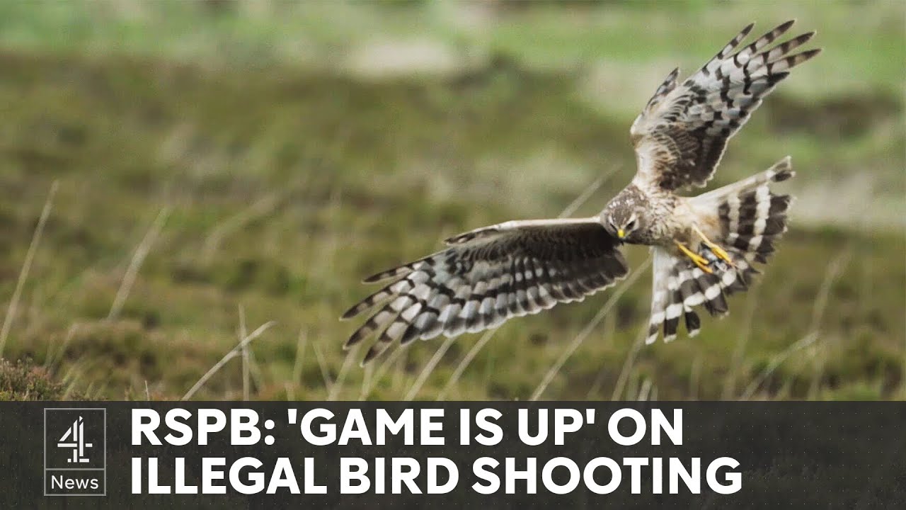 JUST IN: On a northern England grouse moor, the RSPB surreptitiously records gamekeepers planning and then murdering a hen harrier….